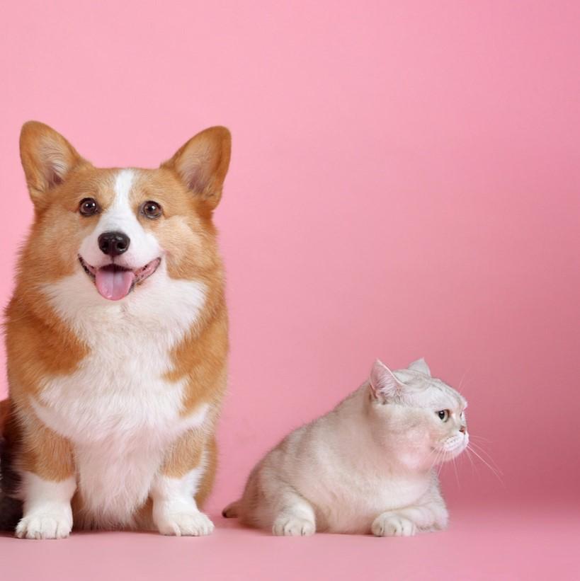 COLLECTION ANIMAUX  -  Le Dénicheur Du Web - Tendances & Nouveautés 2020
